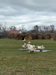 geese on a walk © Marina