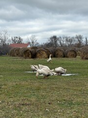 geese on a walk © Marina