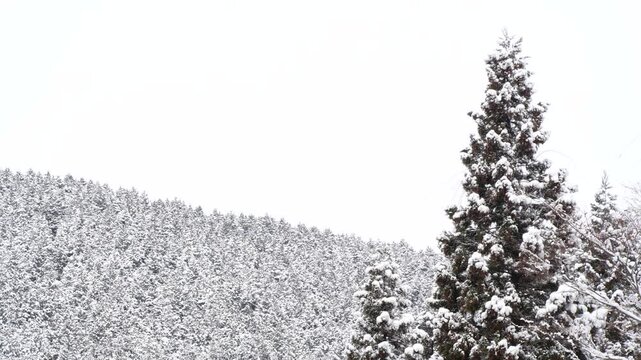 雪に覆われた木々　針葉樹林