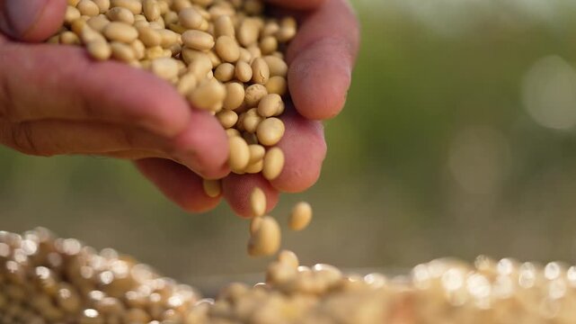 Holding soybean grain in hand, a farmer lets seed and grain fall into a pile on a farm during harvest, highlighting agriculture, crop care, seed quality and plant nutrition in close hand view.