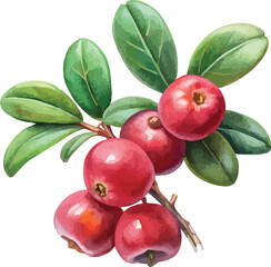 Red Lingonberry Branch with Leaves Vector Watercolor Illustration Isolated on White