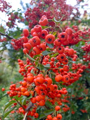 Close-up of clusters of bright orange berries on the branches of a decorative shrub (looks like pyracantha/firethorn).