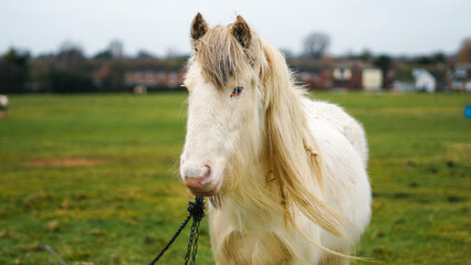 White pony standing in grassy field with soft background scenery