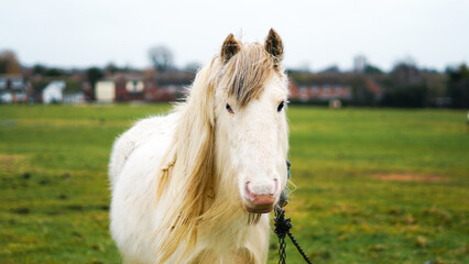 White pony standing in green field with soft grass and cloudy sky