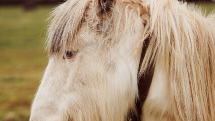 White horse with long mane standing in green pasture during daylight