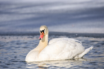 Swan group on an icy river surrounded by snow in the Spreewald, Brandenburg, Germany