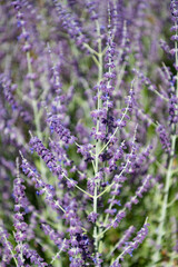 Obraz premium Purple lavender. Lavender flower in summer. France Provence field. Purple lavender bloom in nature. Composition of nature. Summer blooming flower. Blooming flower field. Field of lavender