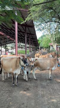 C&aacute;ssia dos Coqueiros, S&atilde;o Paulo, Brazil - Dairy cattle being herded into the milking parlor on a farm