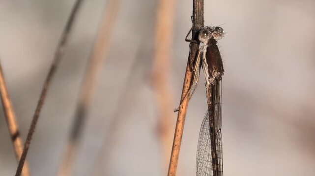 Gemeine Winterlibelle mit Morgentau, Sympecma fusca &uuml;berwintert am Waldrand an Grashalmen, Teichjungfer, Winterruhe, Makroaufnahme, 