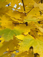 A close-up of golden maple leaves on the branches.