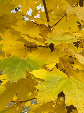 A close-up of golden maple leaves on the branches.