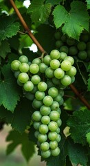 A beautiful cluster of fresh green grapes hanging naturally with lush green vine leaves, ready for harvest and eating now, cultivation, harvest, farming
