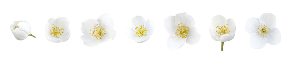 Isolated White Jasmine Flowers