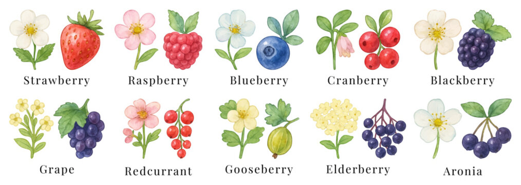 Watercolor berries and their flowers, color icon set, sign collection. Strawberries, raspberries, blueberries, cranberries, blackberries, grapes, etc. Forest and garden cliparts, traced vector