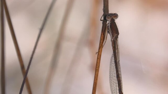 Gemeine Winterlibelle mit Morgentau, Sympecma fusca &uuml;berwintert am Waldrand an Grashalmen, Teichjungfer, Winterruhe, Makroaufnahme, 
