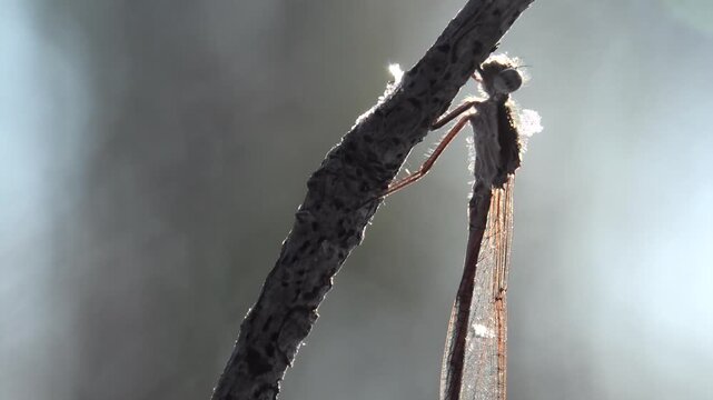 Gemeine Winterlibelle, Sympecma fusca mit Schneeflocken, &uuml;berwintert am Waldrand bei Schnee und Raureif, Winterruhe, Makroaufnahme