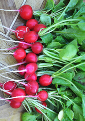 Harvested early radish with red roots