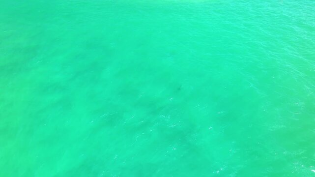 Aerial view of dolphins swimming together in clear turquoise ocean water, representing freedom, marine life, nature, harmony, and peaceful wildlife in a tropical sea environment.