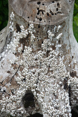 Close up of barnacles on aged wood forming abstract marine texture background