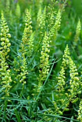 Reseda lutea as a weed growing in the field