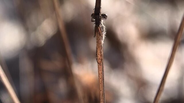 Gemeine Winterlibelle, Sympecma fusca bewegt sich in der Wintersonne, &Uuml;berwinterung am Waldrand bei Schnee und Raureif, Winterruhe, Makroaufnahme