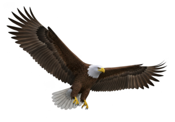 Majestic bald eagle in flight with outstretched wings isolated on transparent background