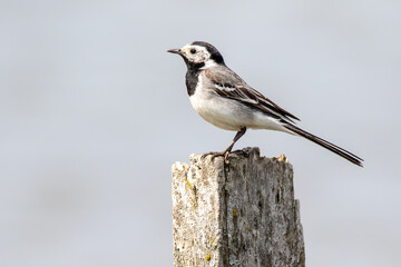 White wagtail perched on a wooden pole