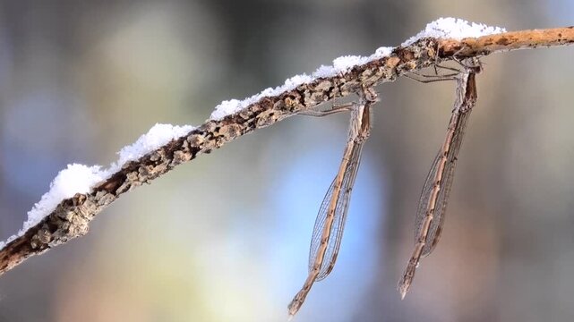 Drei Gemeine Winterlibellen, Sympecma fusca &uuml;berwintern am Waldrand bei Schnee und Raureif, Winterruhe, Makroaufnahme