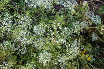In the wild is growing Falcaria vulgaris