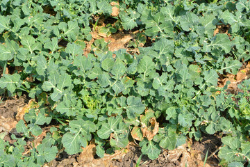 In the spring  field grows winter rapeseed