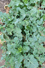 In the spring  field grows winter rapeseed