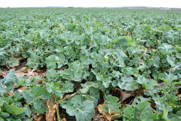 In the spring  field grows winter rapeseed