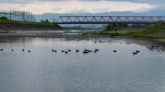 A bridge spans a river with a flock of ducks swimming in the water. The bridge is red and spans the entire width of the river