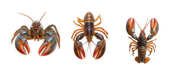 Detailed illustrations of three lobsters in various poses showcasing vibrant colors on transparent background high quality
