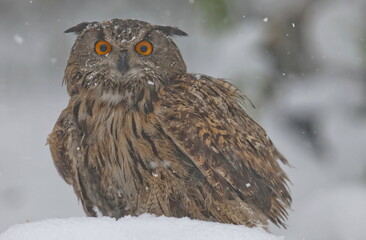 Eurasian Eagle-Owl (Bubo bubo) is Inhabits forests and steep cliffs. It lives in Asia, Europe and...