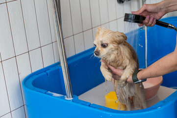 Cute Pomeranian at the grooming. Dog in the shower. 