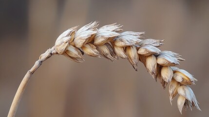 A single dried stalk of wheat with its grain head bowed, showcasing the agricultural staple in close-up detail