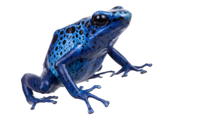 A vibrant blue frog sitting on a transparent background with black spots