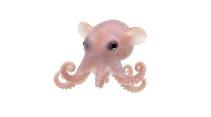 A pink octopus with curled tentacles on transparent background