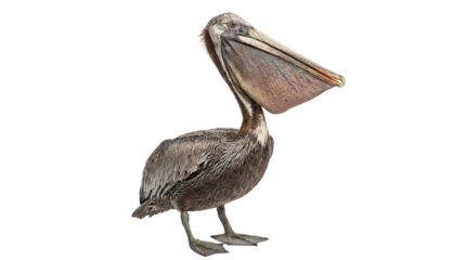 A large brown pelican standing alone on transparent background