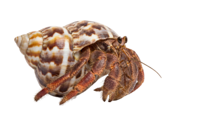 A hermit crab with a brown and white shell on transparent background
