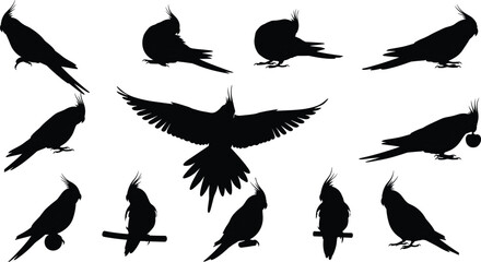 Obraz premium Black Silhouette Vector of Cockatiels in Various Poses Including Flying, Perching, and Holding Objects on White Background