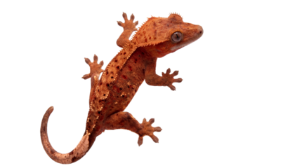 A vibrant orange gecko climbing on a transparent background