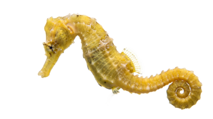 A yellow seahorse swimming on transparent background