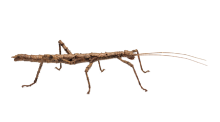 A stick insect standing alone on transparent background