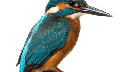 A colorful kingfisher bird perched on a branch on transparent background