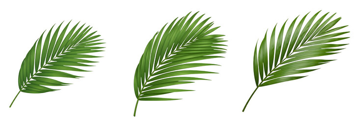 collation of Areca palm high quality file  leaf isolated on white background.PNG image.... 