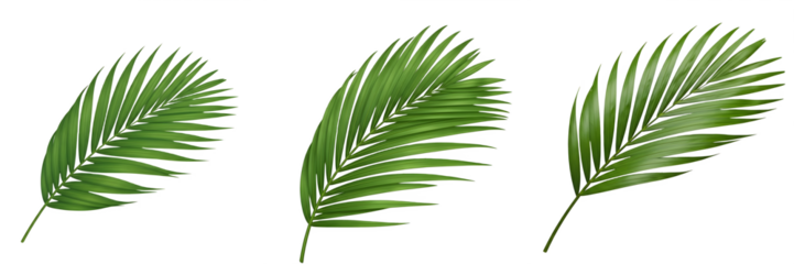 collation of Areca palm high quality file  leaf isolated on white background.PNG image.... 