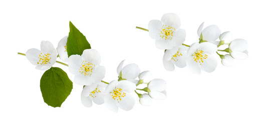 Isolated White Jasmine Flowers