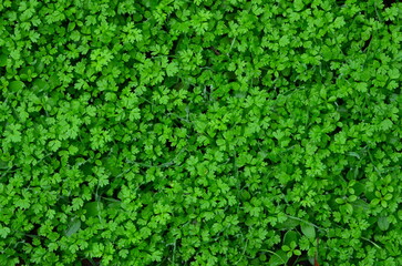 The natural graphic resource consists of herbs of two types.